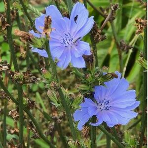 1000+ WILD Chicory Cichorium Intybus Perennial Medicinal Herb Seeds/Stratified